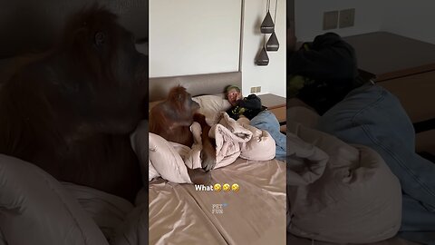 Funny Animals #funnyanimals #animalsfunny #pets #fails #shorts