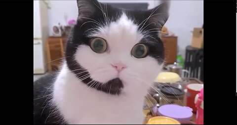 Those animals with strange shapes and unusual features