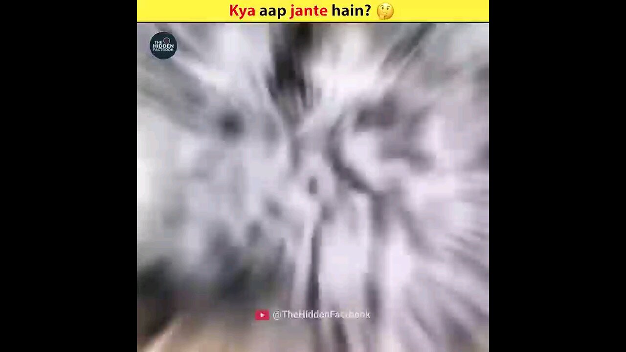 haminbird