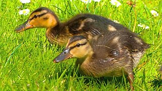 Second Day with the Mallard Duck Ducklings and the Mother Hen