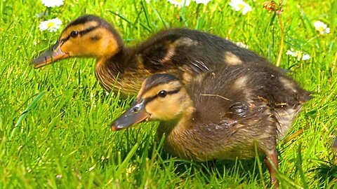 Second Day with the Mallard Duck Ducklings and the Mother Hen