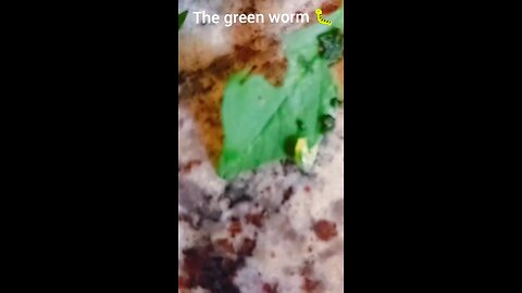 worm