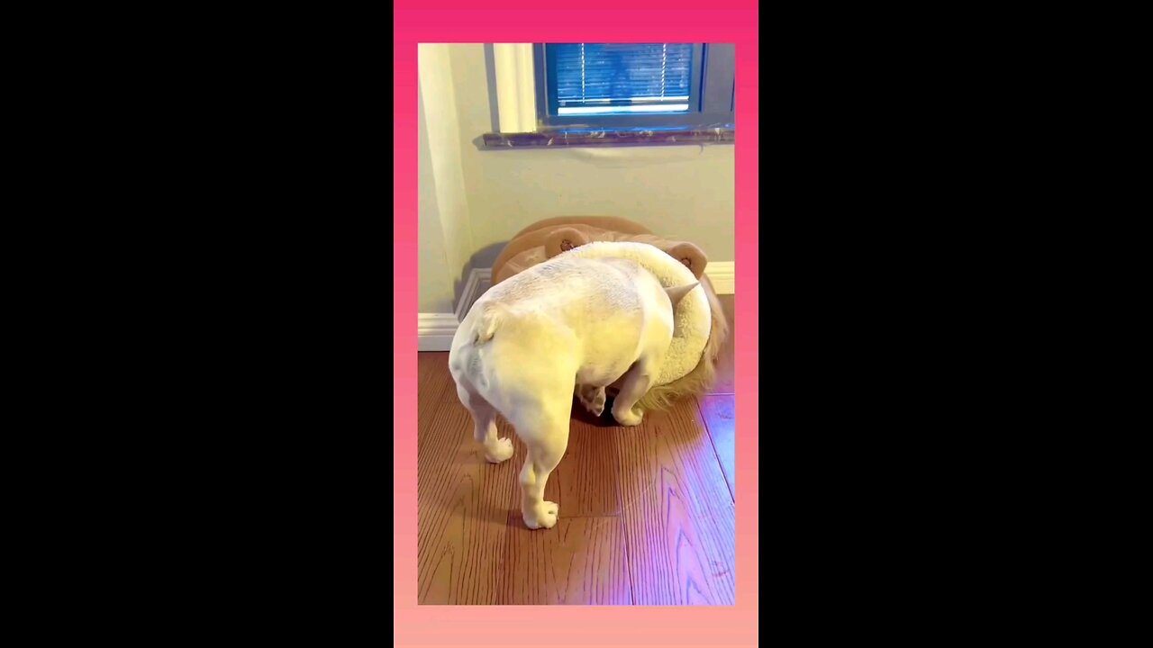 funniest pets