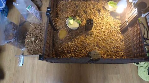 East hermann tortoise enclosure