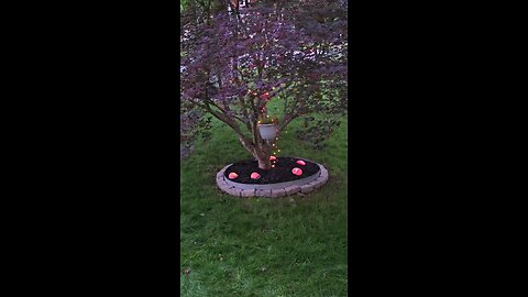 Beautiful Japanese Maplewood Tree Nature in lights