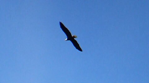 Bald Eagle