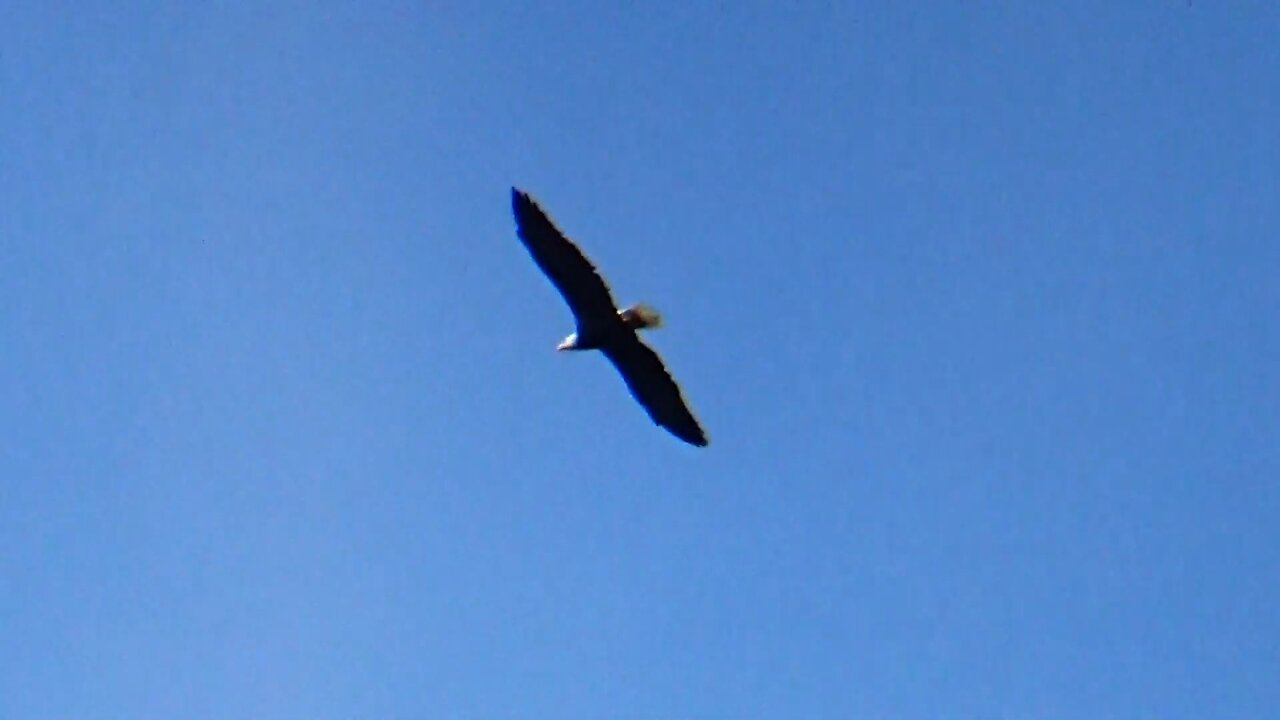 Bald Eagle