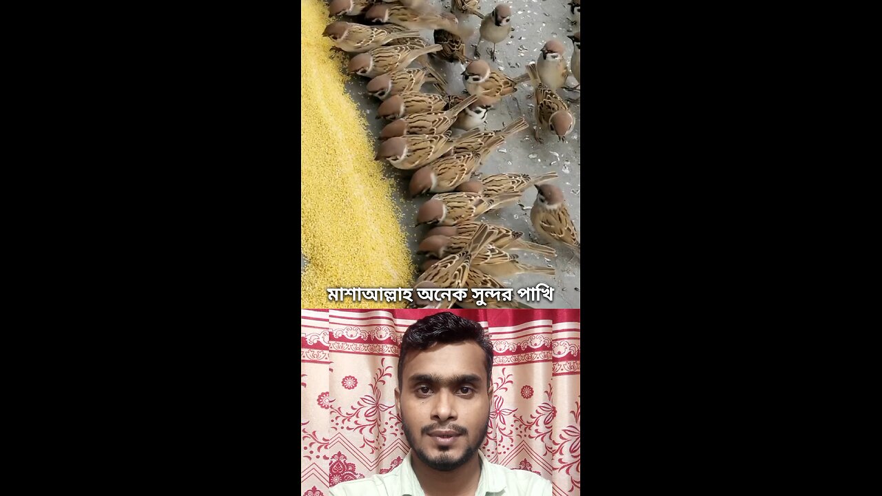 মাশাআল্লাহ অনেক সুন্দর পাখি #reels #viral #Amazing