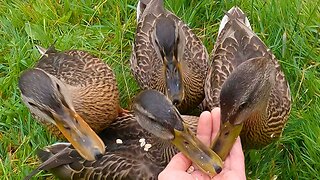 My Sad Attempt of 4 Headed Hydra with the 4 Mallard Duck Ducklings