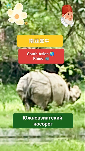 A symbol of resilience and wild splendor. #AsianRhino #WildlifeAsia #RhinoStrength #NatureLovers