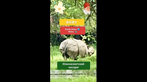 A symbol of resilience and wild splendor. #AsianRhino #WildlifeAsia #RhinoStrength #NatureLovers
