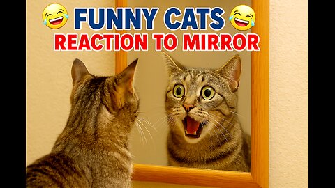 funny cats reaction to mirror🤣