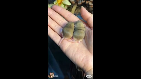beautiful and funny animals 😍