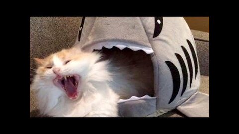 LAUGH SO HARD YOU'LL CRY - Funniest CAT VIDEOS compilation
