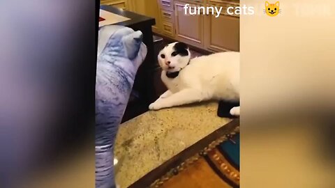 funniest cats and dogs 🐕🐈 funny animals