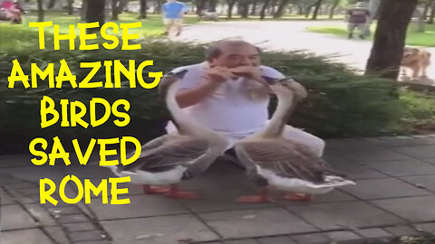AMAZING Geese Listening To Man Playing Harmonica