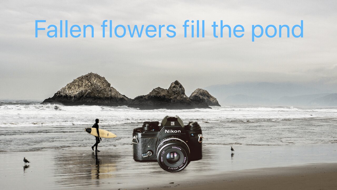 Fallen flowers fill the pond.🧘‍♂️🌱