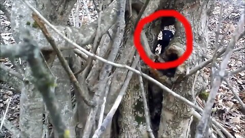 Gnome is a mysterious creature caught on camera in the forest