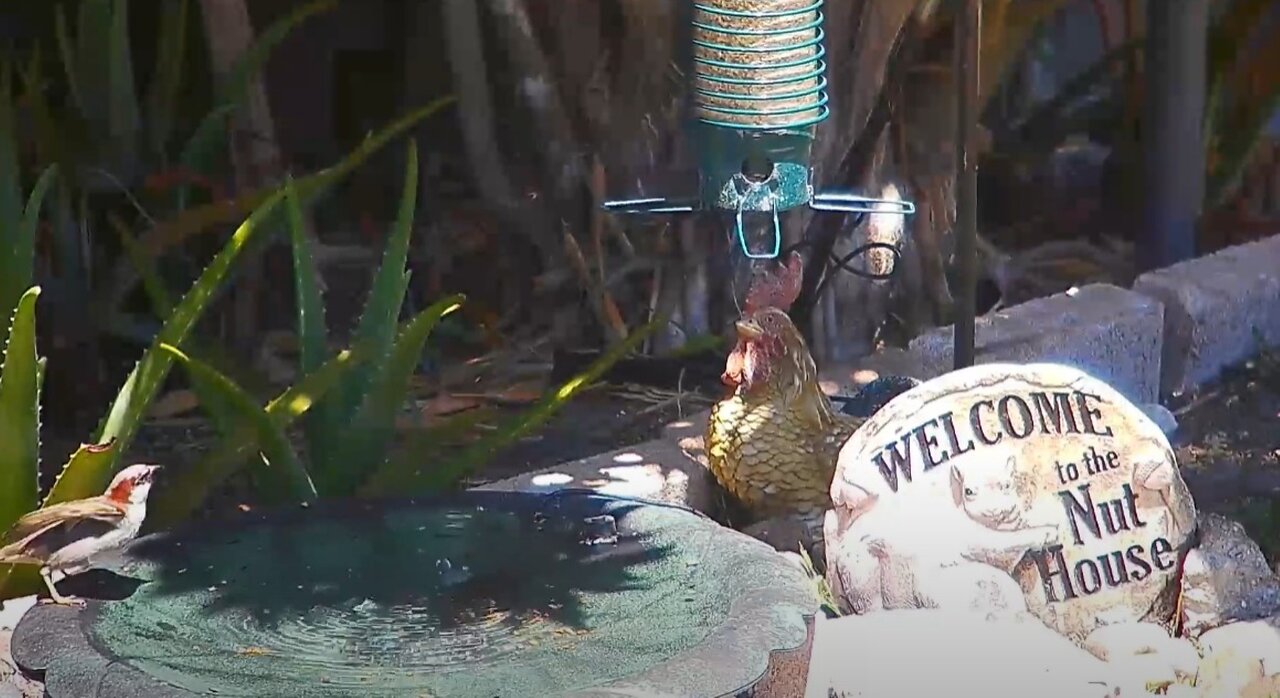 Florida Bird Feeder SWFL Bird Bath Live Camera HD