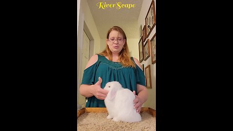 HOW TO POSE A HOLLAND LOP/NETHERLAND DWARF: EAGER BREEDER 🐇