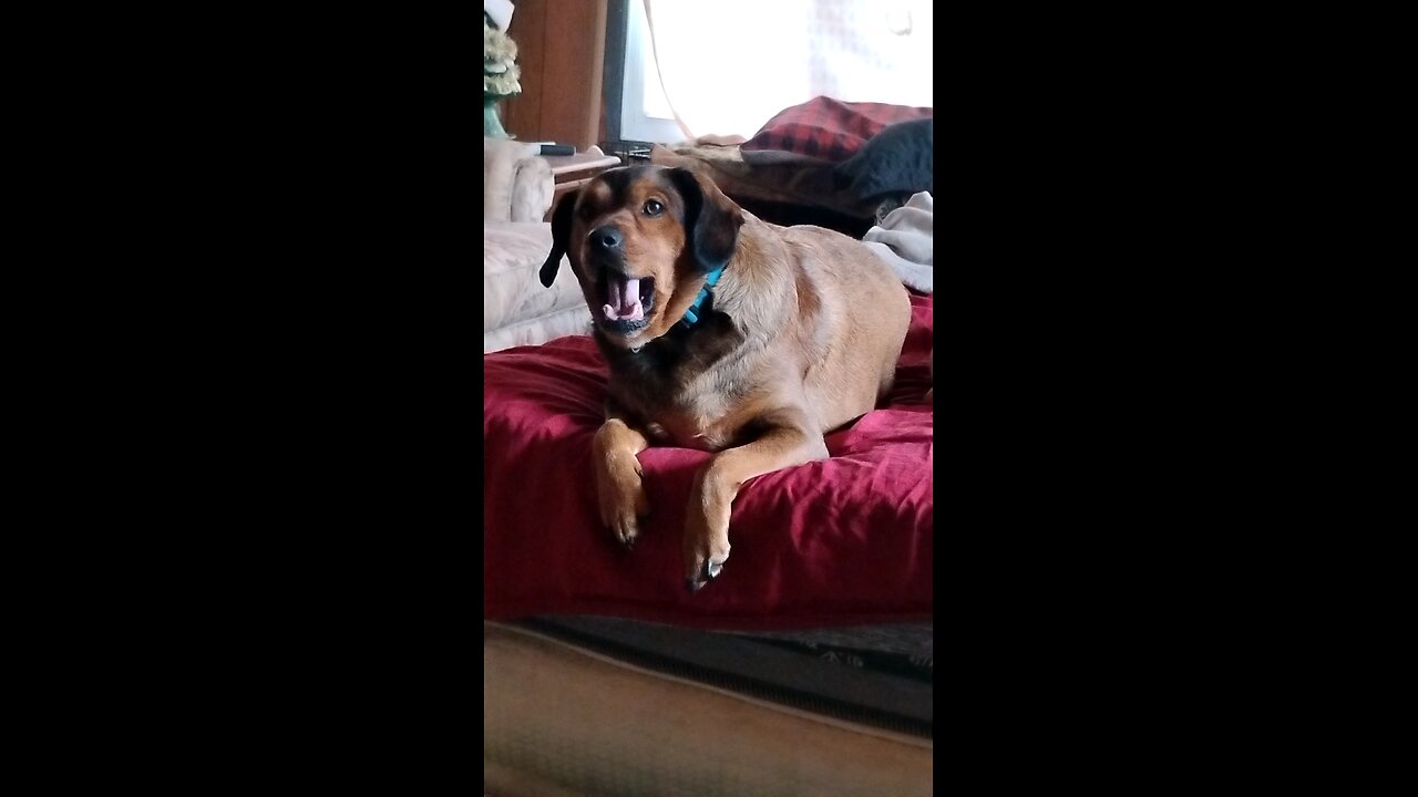 ute dog