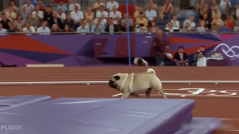 The DOG GAMES! 🥇 | A Hilarious Parody of Athletic Dogs DAY 1 | dog olympics