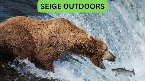 Katmai National Park Bear Feeding Live Stream!