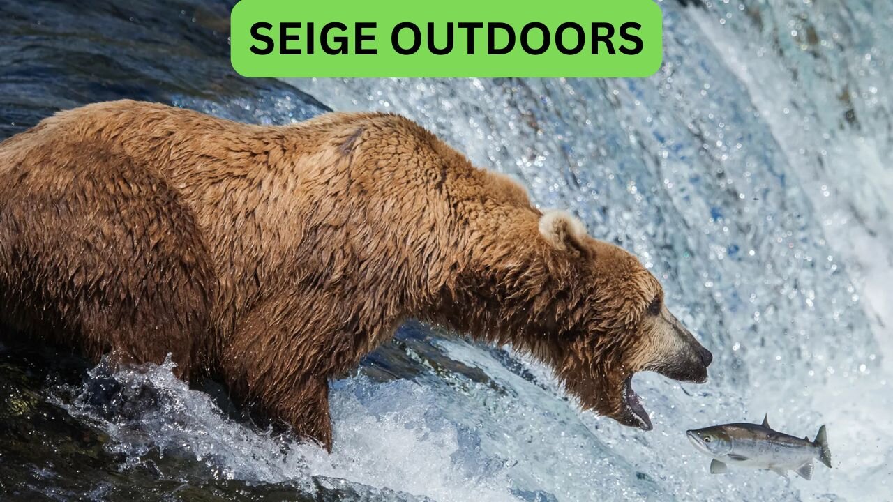 Katmai National Park Bear Feeding Live Stream!