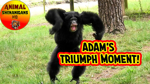 Epic Chimp Adam Hurls Sticks at Visitors and Raises Arms in Victory