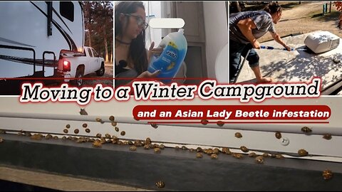 Asian Lady Beetle Invasion & Moving to a Winter Campground RV Life | Full-Time RV Family