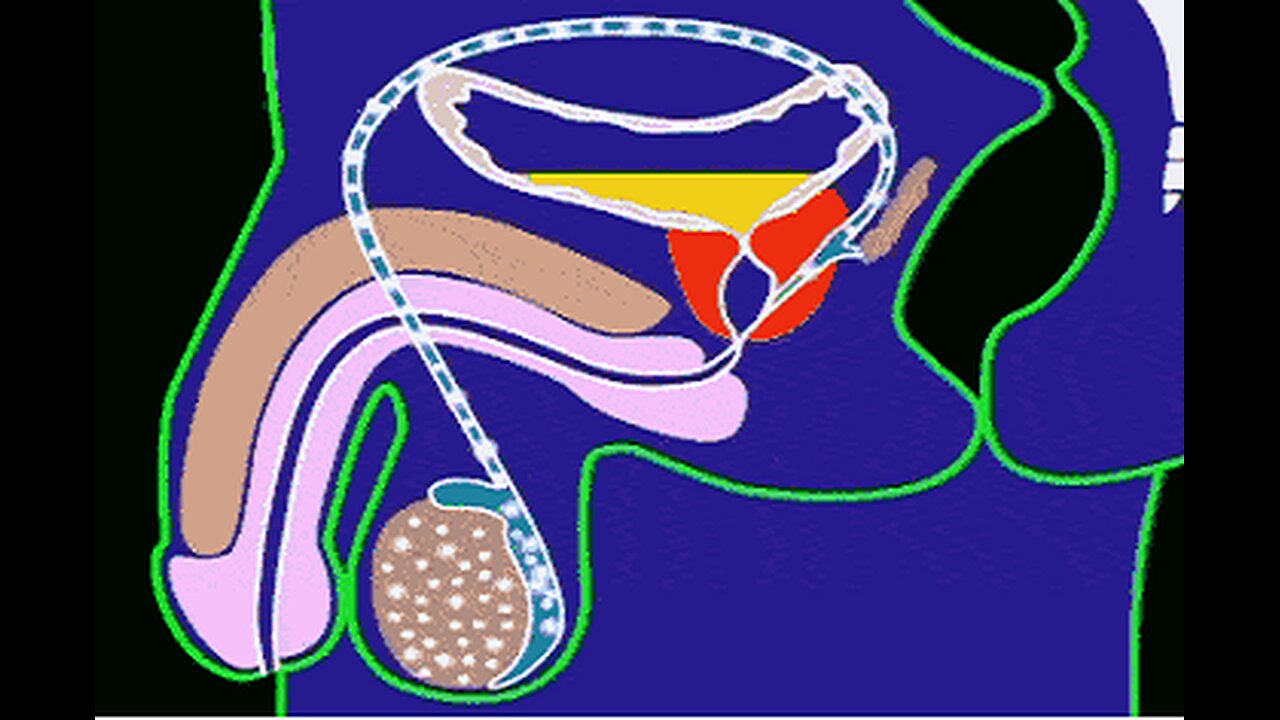 Odd “Kegeru Taiso” Prostate Ritual Boost Urine Flow By 70%