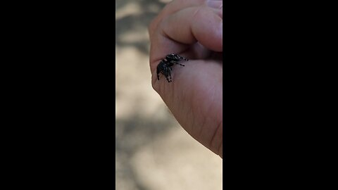 Bold Jumping Spider crawling in my hand