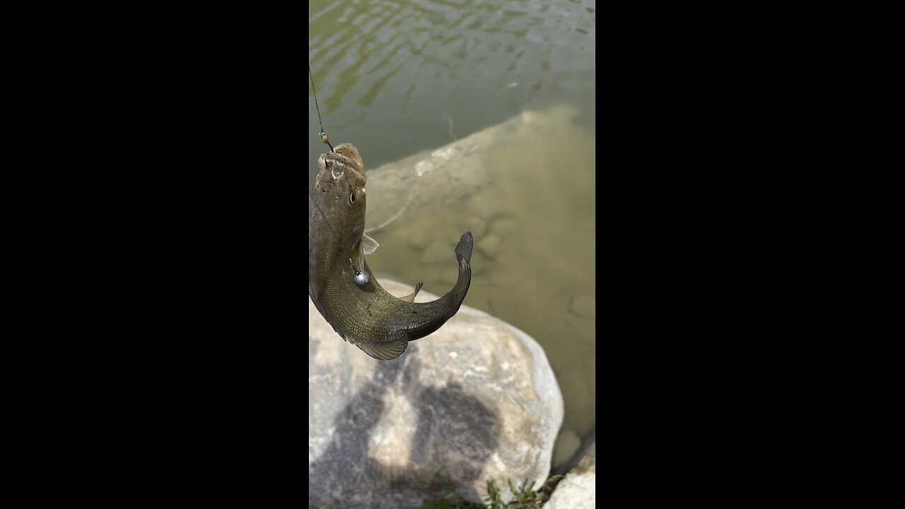 Large Mouth Bass.