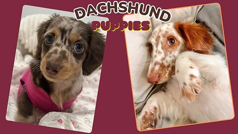Stop Pretending You don't Want a Weiner Dog! Dachshund Puppies Video Compilation