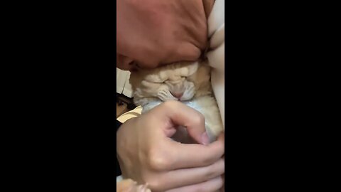 Funny animals ☺️🥹