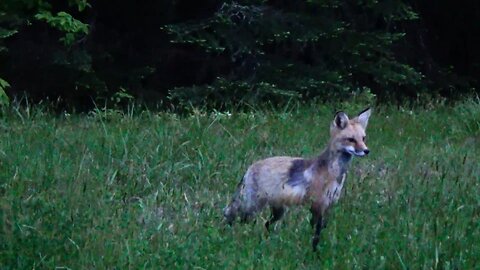Red Fox