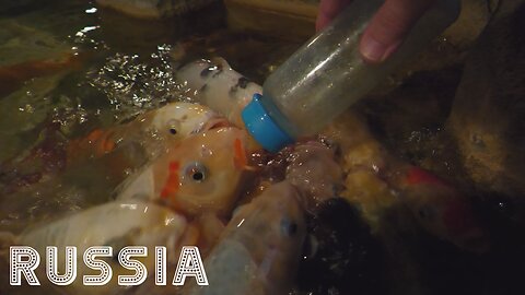 [RU] Krasnogorsk: Walking Tour [Fish sucks nipple on bottle / Panasonic HC-X1600]