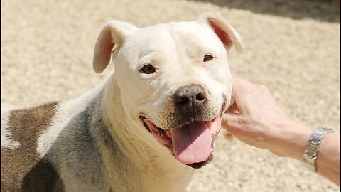 His litter was dumped in the desert by cruel humans, but he's safe now.