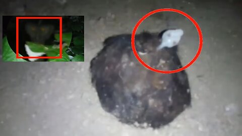 Top 5 Strange Mythical creatures caught on camera | Paranormal videos
