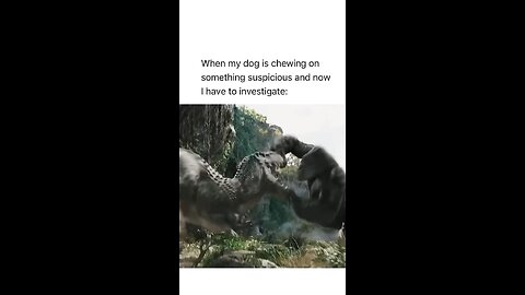 Wish my dog had an instagram so I could send him this 😂 #fyp #reelsinstagram #memes #funny