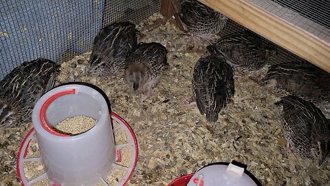 Are these quail male or female?