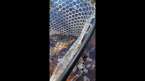 nice brookie