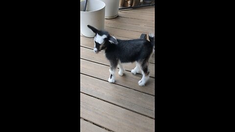 Tiny goat hop