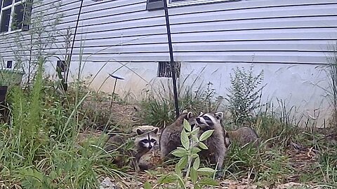 Baby Raccoons Foraging in Daylight