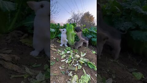 The dog thinks the piglet is its mother, cute pet debut plan Dog Rabbit