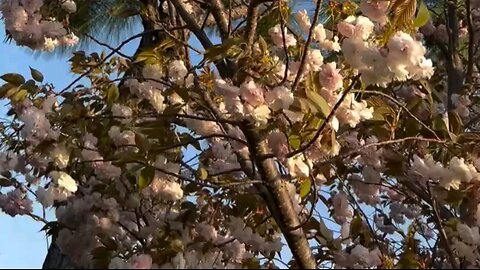 Relaxing Morning, Birds and Gorgeous Flowers, Nature Ambiance Part14 #birds #birdssinging #nature