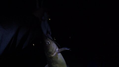 Channel catfish/bobber (release)