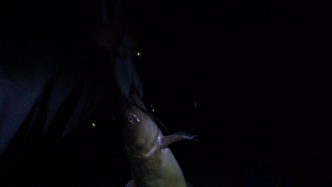Channel catfish/bobber (release)