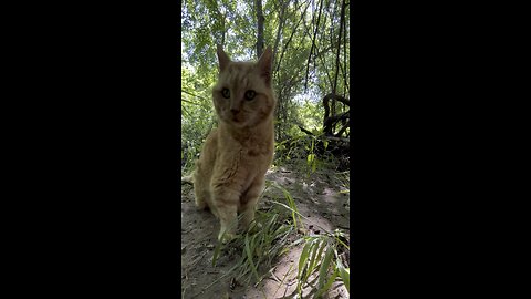 Cat in nature.