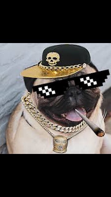 🐶😎 "Dogs Thug Life 😂🔥 | Savage Dogs Caught on Camera!"